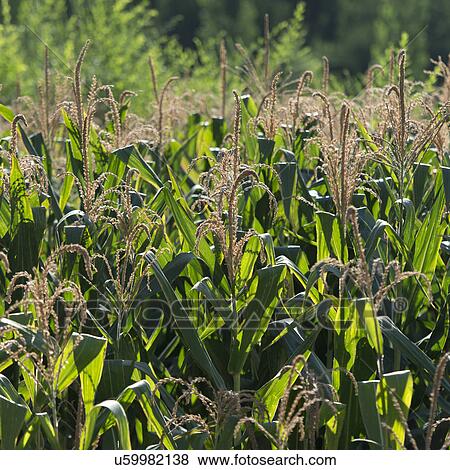 Corn crop in field, Dunhuang, Jiuquan, Gansu Province, China View Large Photo Image Stock Photo - Corn crop in field, Dunhuang, Jiuquan, Gansu Province, China. Fotosearch
