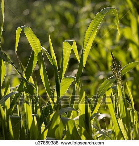 Corn plants in field, Dunhuang, Jiuquan, Gansu Province, China View Large Photo Image Stock Photo - Corn plants in field, Dunhuang, Jiuquan, Gansu Province, China. Fotosearch