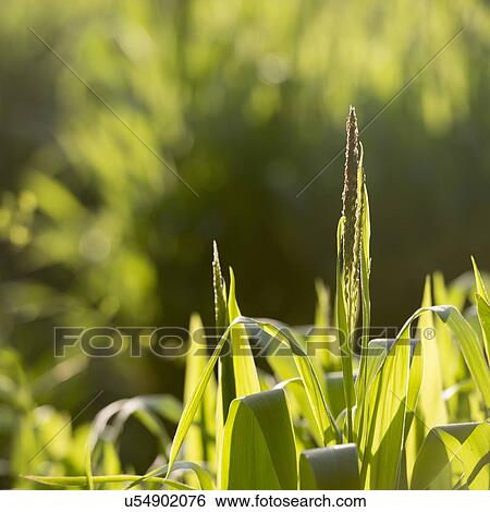 Stock Photograph - Corn plants in field, Dunhuang, Jiuquan, Gansu Province, China. Fotosearch