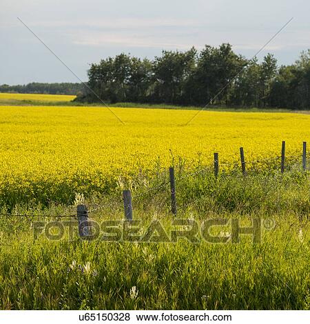 Crop in a field, Erickson, Riding Mountain National Park, Manitoba, Canada View Large Photo Image Stock Photo - Crop in a field, Erickson, Riding Mountain National Park, Manitoba, Canada. Fotosearch