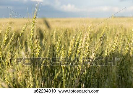Stock Image - Crop in a field, Lorette, Manitoba, Canada. Fotosearch