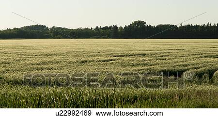 Crop in a field, Wilkes South, Winnipeg, Manitoba, Canada View Large Photo Image Stock Photo - Crop in a field, Wilkes South, Winnipeg, Manitoba, Canada. Fotosearch