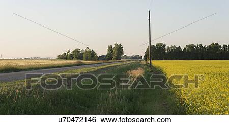 Dirt road passing through a prairie field, Manitoba, Canada View Large Photo Image Stock Photograph - Dirt road passing through a prairie field, Manitoba, Canada. Fotosearch