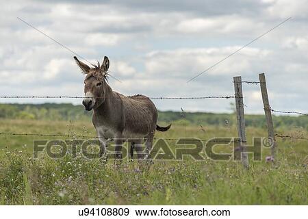 Stock Photo - Donkey standing in a field, Lake Audy Campground, Riding Mountain National Park, Manitoba, Canada. Fotosearch
