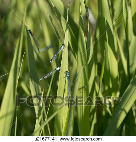 Stock Image - Dragonflies on leaves, Wasagaming, Riding Mountain National Park, Manitoba, Canada. Fotosearch