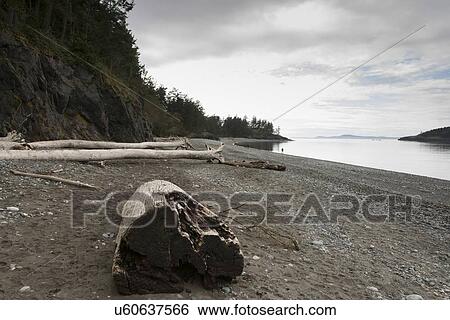 Driftwood log on beach in Deception Pass State Park, Oak Harbor, Washington State, USA View Large Photo Image Stock Photograph - Driftwood log on beach in Deception Pass State Park, Oak Harbor, Washington State, USA. Fotosearch