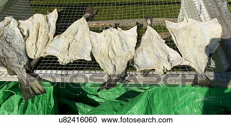 Stock Image - Drying fish, Trinity, Bonavista Peninsula, Newfoundland And Labrador, Canada. Fotosearch