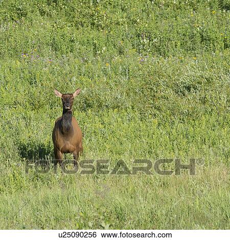 Elk (Cervus canadensis) standing on grass, Lake Audy Campground, Riding Mountain National Park, Manitoba, Canada View Large Photo Image Stock Photograph - Elk (Cervus canadensis) standing on grass, Lake Audy Campground, Riding Mountain National Park, Manitoba, Canada. Fotosearch