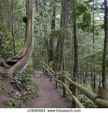 Fence along a pathway in a forest, Deception Pass State Park, Oak Harbor, Washington State, USA View Large Photo Image Picture - Fence along a pathway in a forest, Deception Pass State Park, Oak Harbor, Washington State, USA. Fotosearch