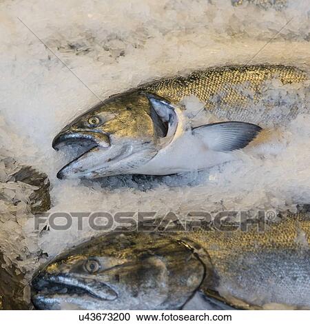 Stock Image - Fish on ice for sale at Pike Place Market, Seattle, Washington State, USA. Fotosearch