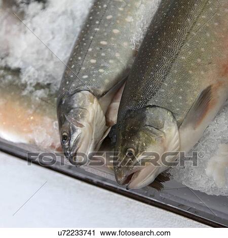 Fish on ice for sale at Pike Place Market, Seattle, Washington State, USA View Large Photo Image Stock Image - Fish on ice for sale at Pike Place Market, Seattle, Washington State, USA. Fotosearch