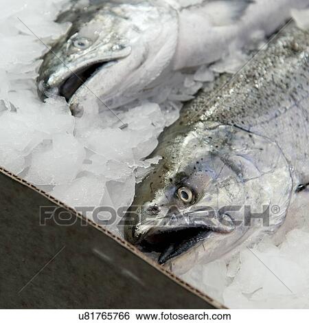 Fish on ice for sale at Pike Place Market, Seattle, Washington State, USA View Large Photo Image Stock Photograph - Fish on ice for sale at Pike Place Market, Seattle, Washington State, USA. Fotosearch
