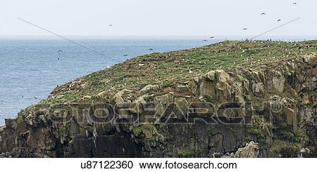 Stock Image - Flock of Atlantic Puffin birds at coast, Little Catalina, North Bird Island, Bonavista Peninsula, Newfoundland And Labrador, Canada. Fotosearch