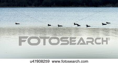 Stock Photo - Flock of ducks swimming in a lake, Manitoba, Canada. Fotosearch