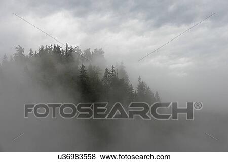 Fog over trees in a forest, Fall City, Snoqualmie, Washington State, USA View Large Photo Image Stock Photo - Fog over trees in a forest, Fall City, Snoqualmie, Washington State, USA. Fotosearch