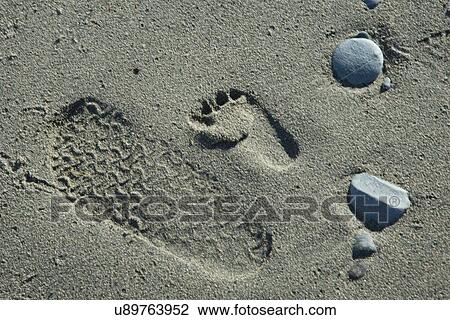 Footprints in sand, North Twillingate Island, Newfoundland And Labrador, Canada View Large Photo Image Stock Image - Footprints in sand, North Twillingate Island, Newfoundland And Labrador, Canada. Fotosearch