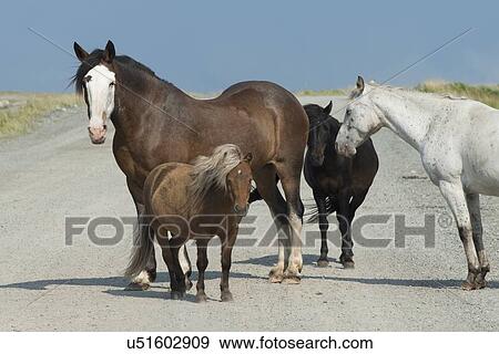 Four horses standing together, Bonavista Peninsula, Newfoundland And Labrador, Canada View Large Photo Image Stock Photo - Four horses standing together, Bonavista Peninsula, Newfoundland And Labrador, Canada. Fotosearch