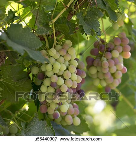 Grapes hanging on vine, Dunhuang, Jiuquan, Gansu Province, China View Large Photo Image Stock Photo - Grapes hanging on vine, Dunhuang, Jiuquan, Gansu Province, China. Fotosearch