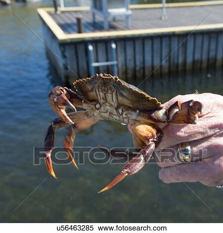 Stock Photography - Hand holding a crab, Twillingate, South Twillingate Island, Newfoundland And Labrador, Canada. Fotosearch