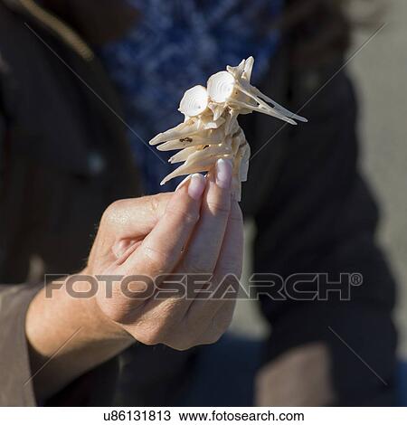 Stock Image - Hand holding a seashell, Twillingate, North Twillingate Island, Newfoundland And Labrador, Canada. Fotosearch
