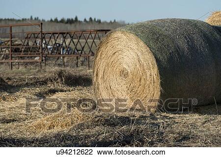 Harvested hay bale in a field, Manitoba, Canada View Large Photo Image Stock Image - Harvested hay bale in a field, Manitoba, Canada. Fotosearch
