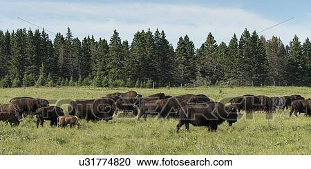 Herd of bison walking in a field, Lake Audy Campground, Riding Mountain National Park, Manitoba, Canada View Large Photo Image Stock Image - Herd of bison walking in a field, Lake Audy Campground, Riding Mountain National Park, Manitoba, Canada. Fotosearch