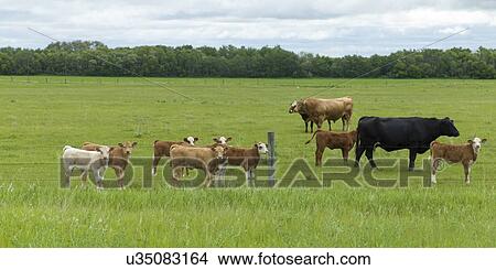 Herd of cattle in a field, Manitoba, Canada View Large Photo Image Picture - Herd of cattle in a field, Manitoba, Canada. Fotosearch