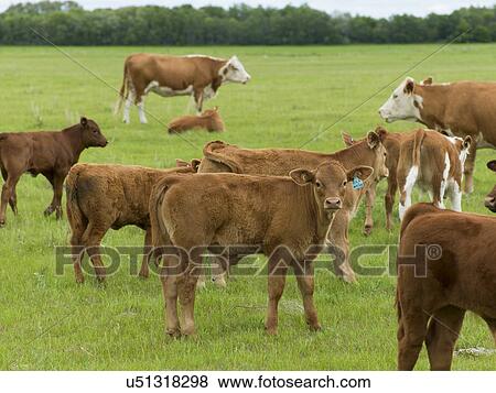 Herd of cattle in a field, Manitoba, Canada View Large Photo Image Stock Photo - Herd of cattle in a field, Manitoba, Canada. Fotosearch
