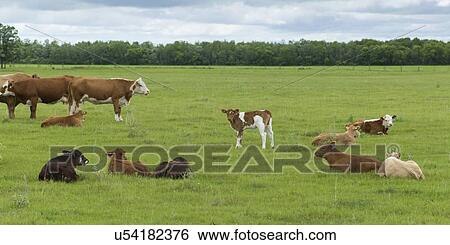 Herd of cattle in a field, Manitoba, Canada View Large Photo Image Stock Photograph - Herd of cattle in a field, Manitoba, Canada. Fotosearch