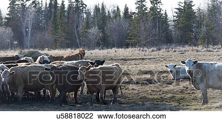 Stock Image - Herd of cattle on a farm, Manitoba, Canada. Fotosearch