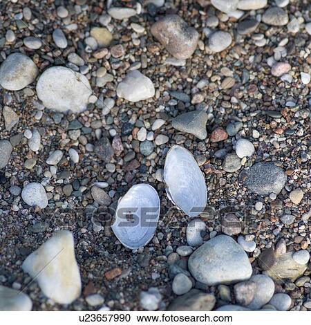 High angle view of pebbles and shells, Hecla Grindstone Provincial Park, Manitoba, Canada View Large Photo Image Stock Image - High angle view of pebbles and shells, Hecla Grindstone Provincial Park, Manitoba, Canada. Fotosearch