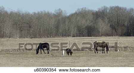 Horses grazing in a field, Manitoba, Canada View Large Photo Image Picture - Horses grazing in a field, Manitoba, Canada. Fotosearch