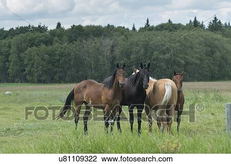 Stock Image - Horses standing in a field, Riding Mountain National Park, Manitoba, Canada. Fotosearch