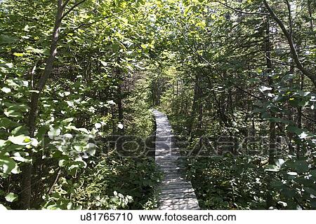Stock Image - James W. Humber Hiking Trail, Norris Point, Gros Morne National Park, Newfoundland And Labrador, Canada. Fotosearch
