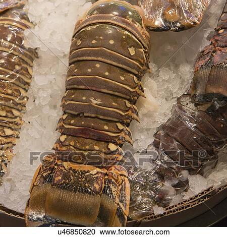 Lobster Tails on ice at a market stall, Pike Place Market, Seattle, Washington State, USA View Large Photo Image Stock Image - Lobster Tails on ice at a market stall, Pike Place Market, Seattle, Washington State, USA. Fotosearch