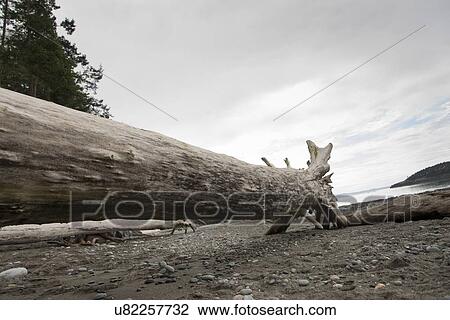 Log on beach in Deception Pass State Park, Oak Harbor, Washington State, USA View Large Photo Image Stock Image - Log on beach in Deception Pass State Park, Oak Harbor, Washington State, USA. Fotosearch