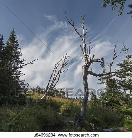 Picture - Lookout Trail on Lookout Hills in Gros Morne National Park, Newfoundland And Labrador, Canada. Fotosearch