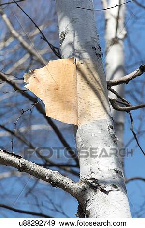 Low angle view of a bare tree, Hecla Grindstone Provincial Park, Manitoba, Canada View Large Photo Image Stock Photo - Low angle view of a bare tree, Hecla Grindstone Provincial Park, Manitoba, Canada. Fotosearch