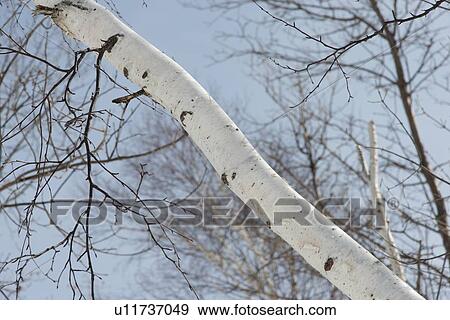 Stock Photo - Low angle view of a bare tree, Riverton, Hecla Grindstone Provincial Park, Manitoba, Canada. Fotosearch