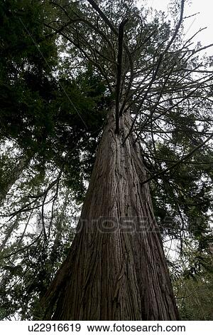 Low angle view of a tree, Deception Pass State Park, Washington State, USA View Large Photo Image Stock Photo - Low angle view of a tree, Deception Pass State Park, Washington State, USA. Fotosearch