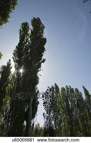 Low angle view of trees, Dunhuang, Jiuquan, Gansu Province, China View Large Photo Image Stock Image - Low angle view of trees, Dunhuang, Jiuquan, Gansu Province, China. Fotosearch