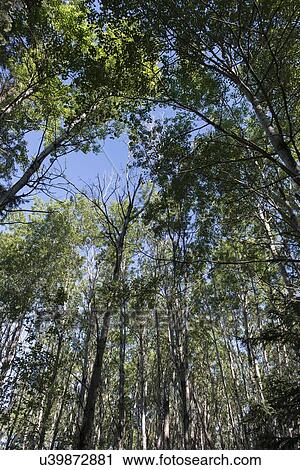 Low angle view of trees, Riding Mountain National Park, Manitoba, Canada View Large Photo Image Stock Image - Low angle view of trees, Riding Mountain National Park, Manitoba, Canada. Fotosearch