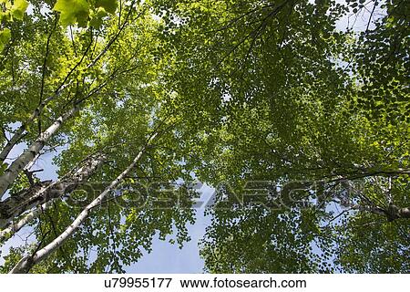 Stock Photo - Low angle view of trees, Riding Mountain National Park, Manitoba, Canada. Fotosearch