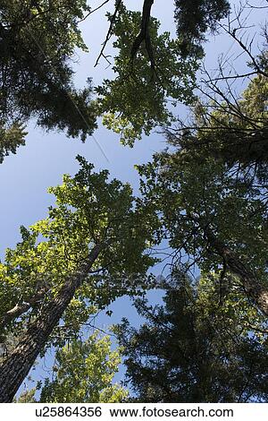 Stock Photograph - Low angle view of trees, Riding Mountain National Park, Manitoba, Canada. Fotosearch