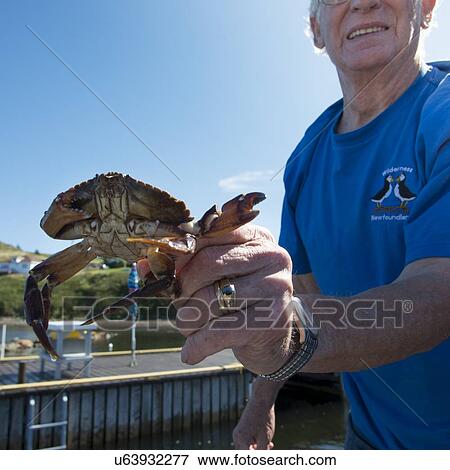 Stock Photo - Man holding a crab, Twillingate, South Twillingate Island, Newfoundland And Labrador, Canada. Fotosearch