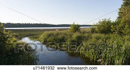 Stock Image - Marshland, Wasagaming, Riding Mountain National Park, Manitoba, Canada. Fotosearch