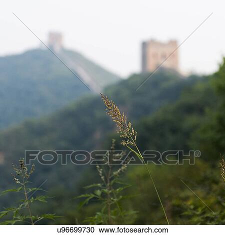 Plant with Jinshanling to Simatai section of Great Wall Of China in the background, Miyun County, Beijing, China View Large Photo Image Stock Image - Plant with Jinshanling to Simatai section of Great Wall Of China in the background, Miyun County, Beijing, China. Fotosearch