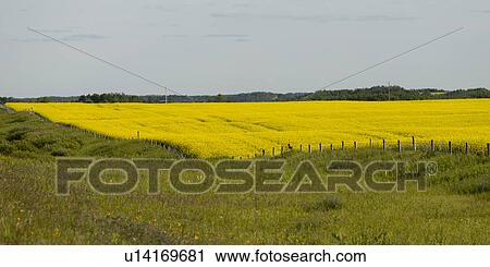 Prairie, Erickson, Riding Mountain National Park, Manitoba, Canada View Large Photo Image Stock Image - Prairie, Erickson, Riding Mountain National Park, Manitoba, Canada. Fotosearch