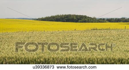 Prairie, Erickson, Riding Mountain National Park, Manitoba, Canada View Large Photo Image Stock Image - Prairie, Erickson, Riding Mountain National Park, Manitoba, Canada. Fotosearch