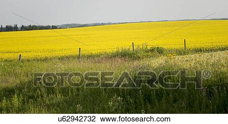 Stock Image - Prairie, Riding Mountain National Park, Manitoba, Canada. Fotosearch